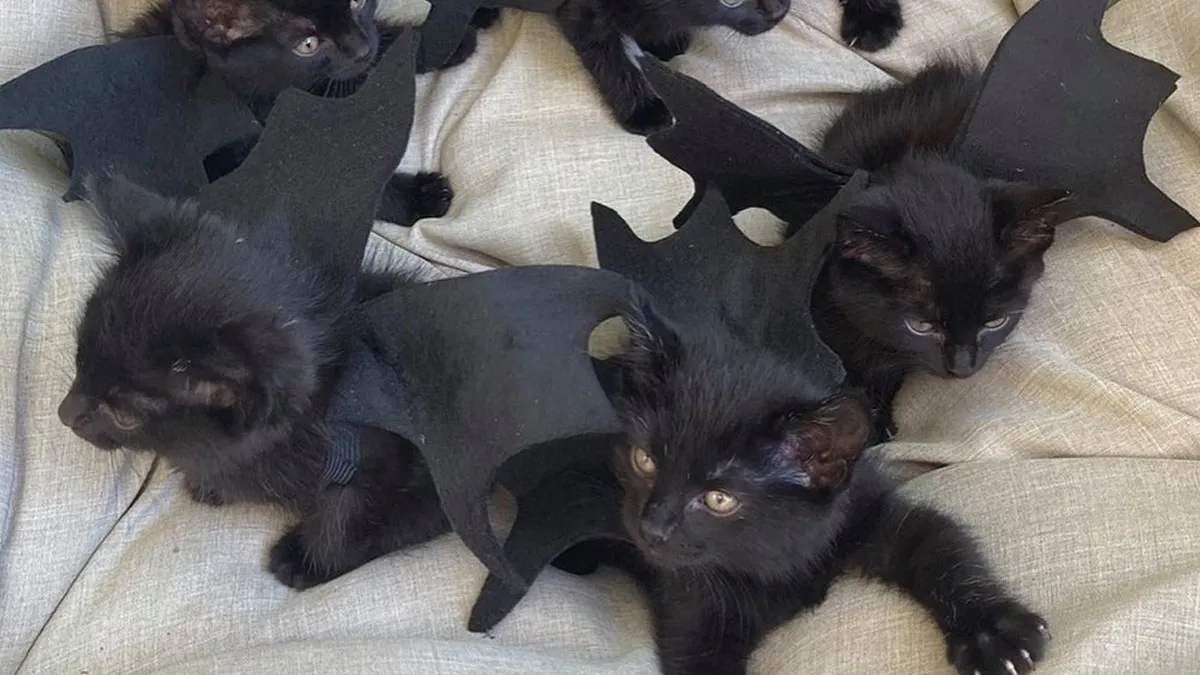 50 Times Owners Took Halloween Costumes For Their Pets Seriously And Did Not Disappoint (New Pics)