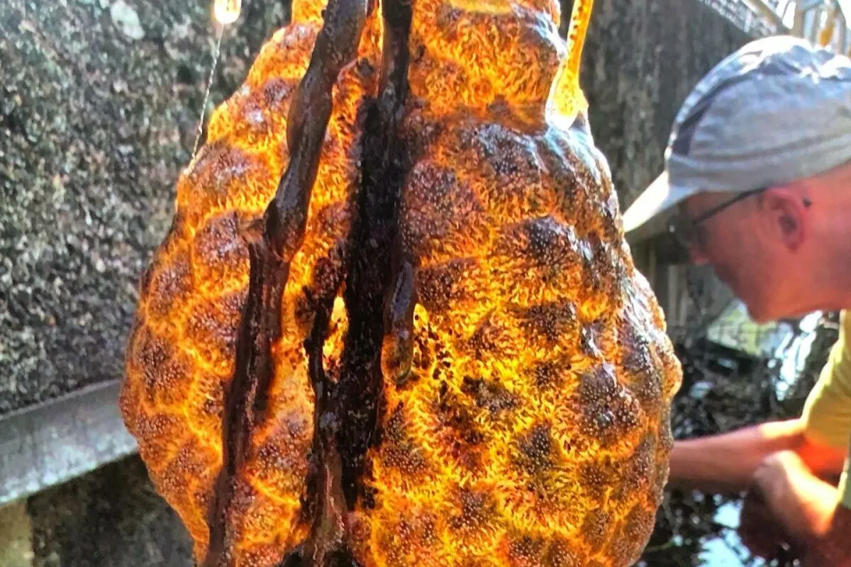 "Spreading Rapidly": Bizarre Orange “Alien Egg Pods” Pulled Out Of River