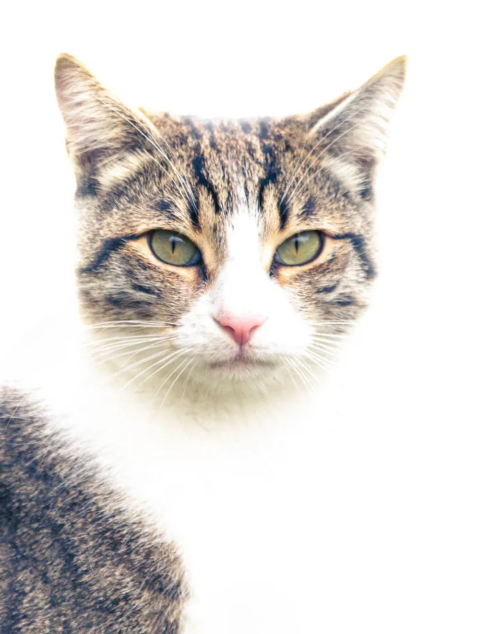 I Photographed 40 Street Cats To Celebrate Their Quirky And Endearing Personalities