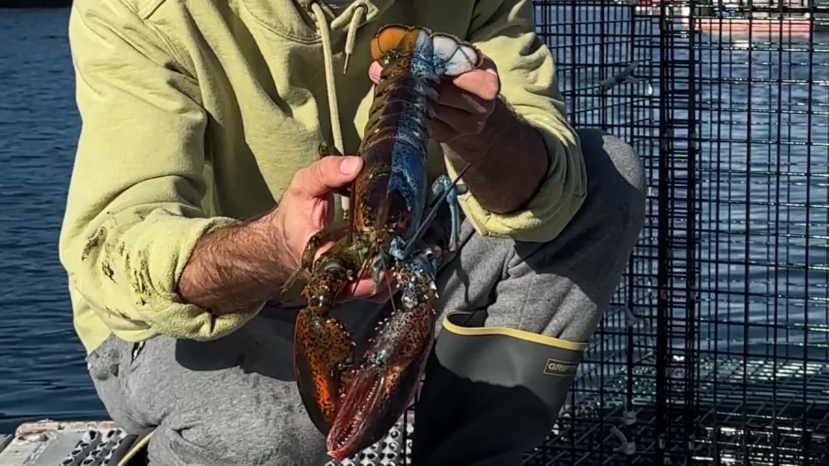 "Woke" And "Nonbinary" Half Male, Half Female Lobster Goes Viral Online