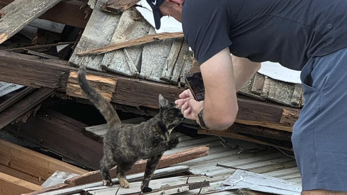 Reporter Arrives To Check Hurricane's Damage And Is Met By Fluffy Survivor