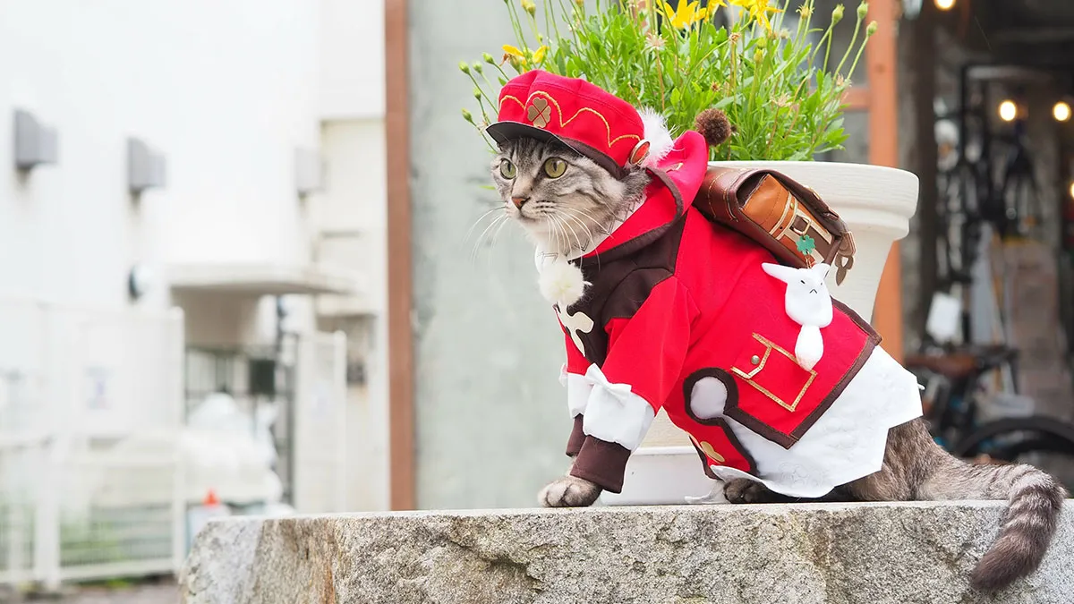 34 Handmade Costumes That This Guy Created For His Cats' Cosplays (New Pics)