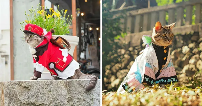 34 Handmade Costumes That This Guy Created For His Cats' Cosplays (New Pics)