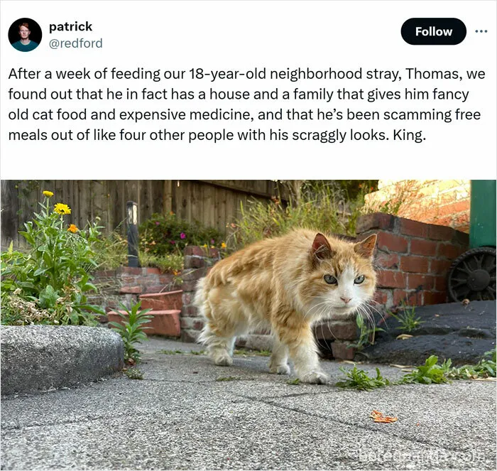 Caught In The Act: 50 Hilarious Posts That Show Cats Being The Jerks We Love (New Pics)