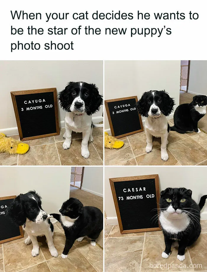 Caught In The Act: 50 Hilarious Posts That Show Cats Being The Jerks We Love (New Pics)