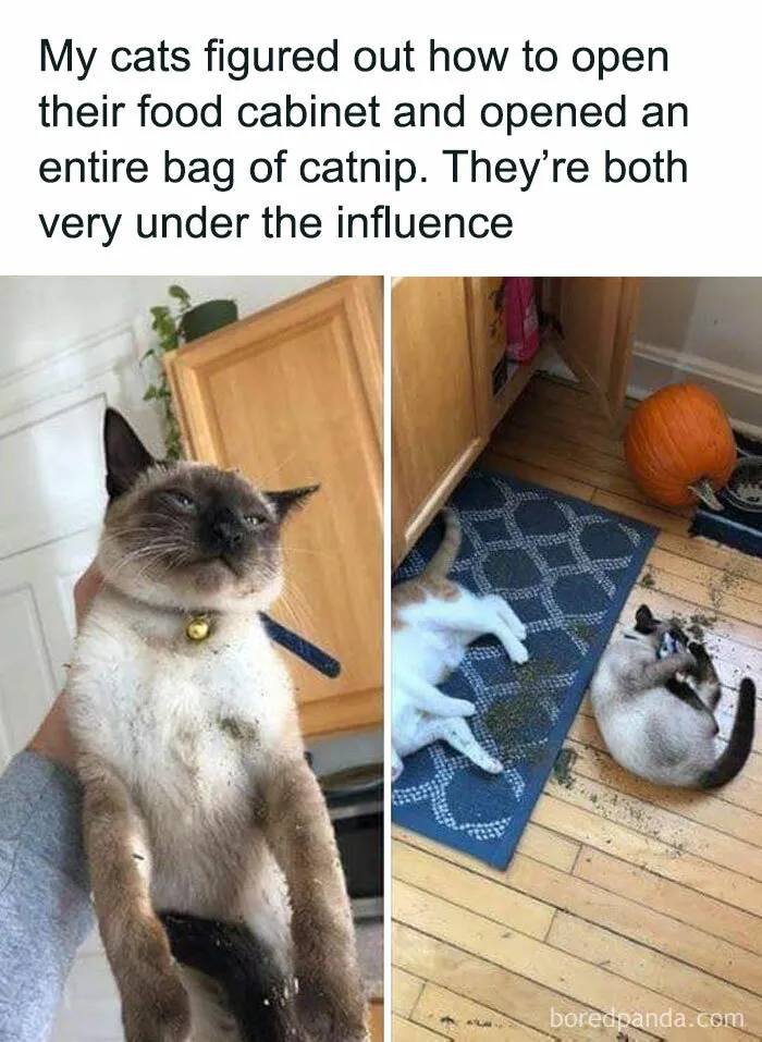Caught In The Act: 50 Hilarious Posts That Show Cats Being The Jerks We Love (New Pics)