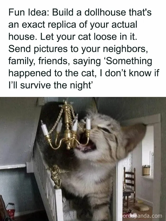 Caught In The Act: 50 Hilarious Posts That Show Cats Being The Jerks We Love (New Pics)