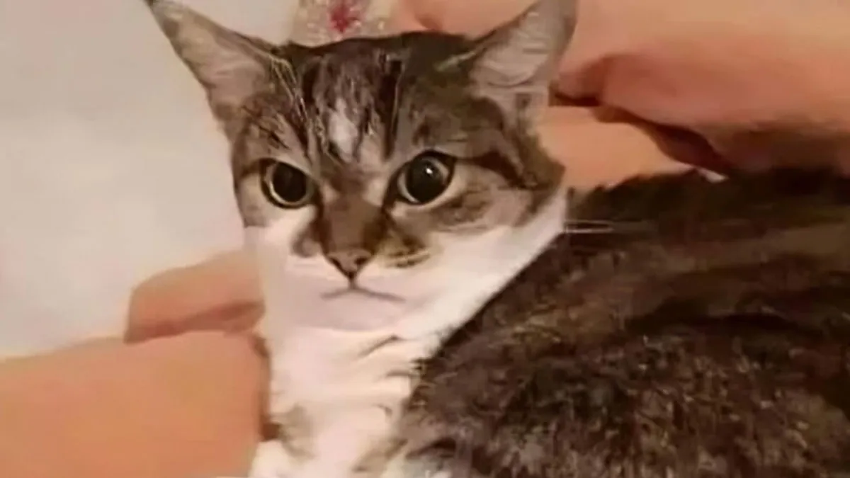 Caught In The Act: 50 Hilarious Posts That Show Cats Being The Jerks We Love (New Pics)
