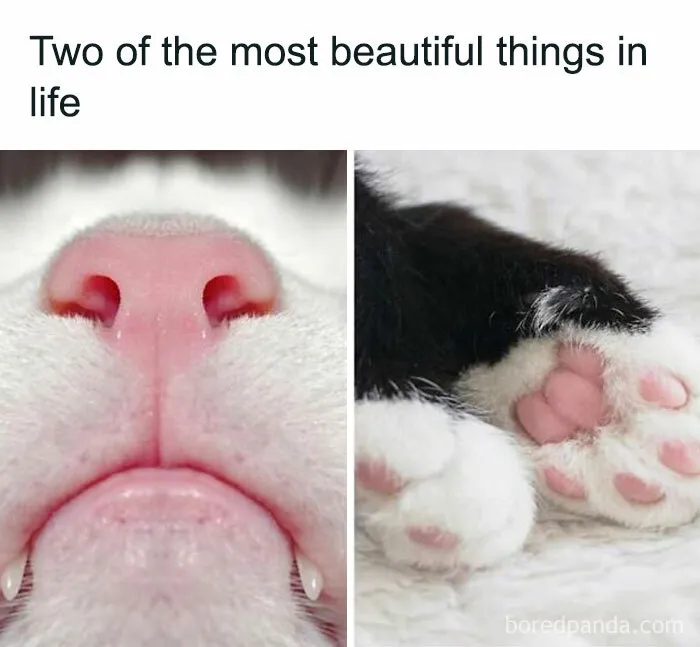 Caught In The Act: 50 Hilarious Posts That Show Cats Being The Jerks We Love (New Pics)