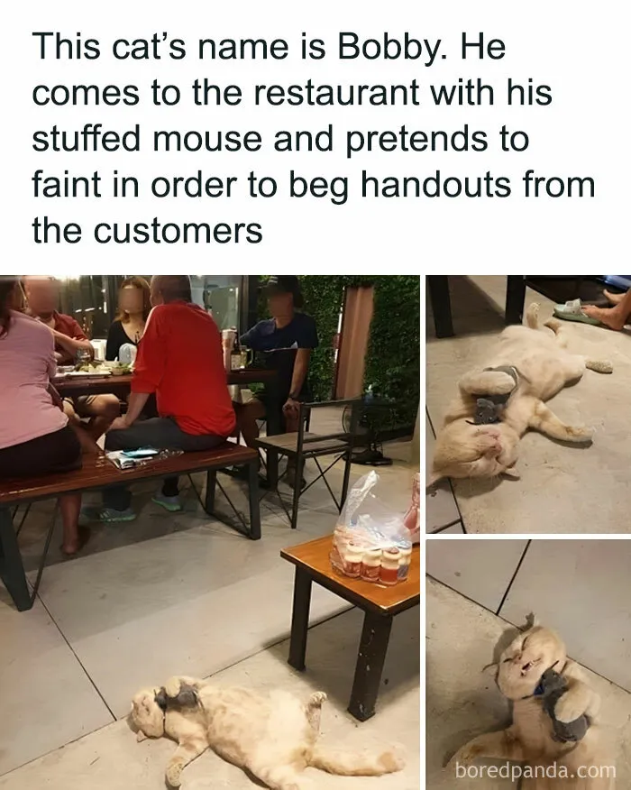 Caught In The Act: 50 Hilarious Posts That Show Cats Being The Jerks We Love (New Pics)