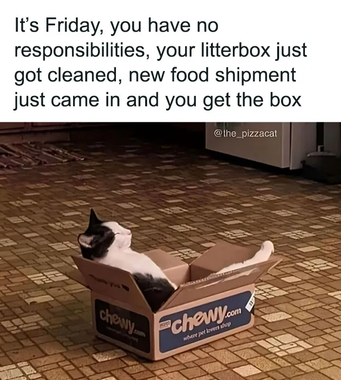 Caught In The Act: 50 Hilarious Posts That Show Cats Being The Jerks We Love (New Pics)