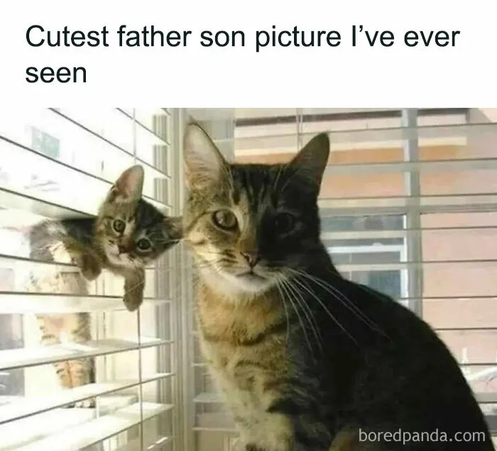 Caught In The Act: 50 Hilarious Posts That Show Cats Being The Jerks We Love (New Pics)