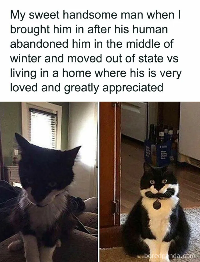 Caught In The Act: 50 Hilarious Posts That Show Cats Being The Jerks We Love (New Pics)