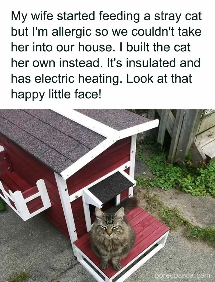 Caught In The Act: 50 Hilarious Posts That Show Cats Being The Jerks We Love (New Pics)