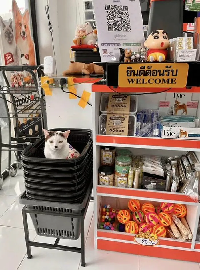 50 Of The Most Adorable Cats That Need A Raise For Their Top-Tier Work Ethic (New Pics)