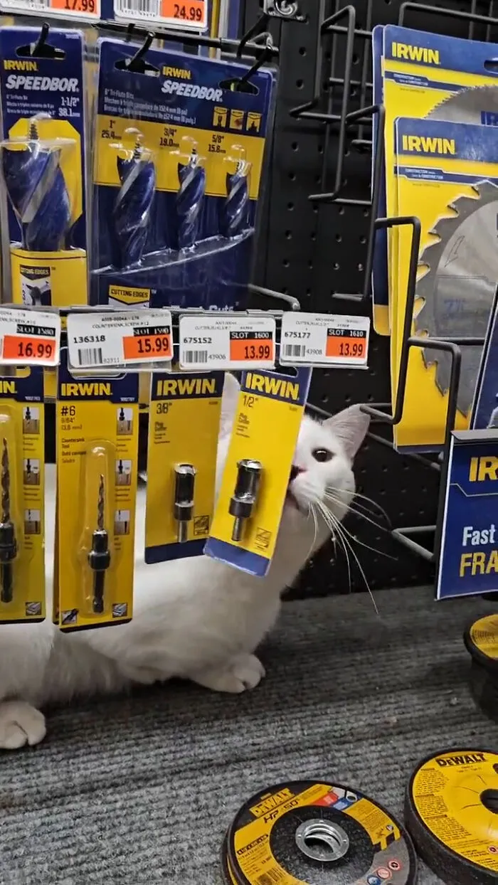 50 Of The Most Adorable Cats That Need A Raise For Their Top-Tier Work Ethic (New Pics)