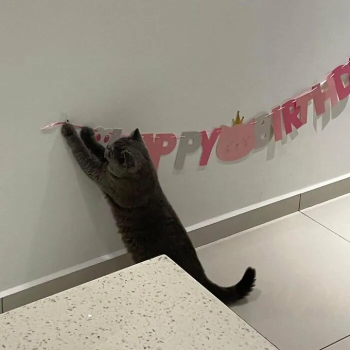 50 Of The Most Adorable Cats That Need A Raise For Their Top-Tier Work Ethic (New Pics)