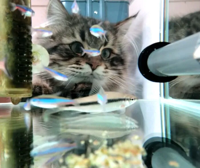 50 Of The Most Adorable Cats That Need A Raise For Their Top-Tier Work Ethic (New Pics)