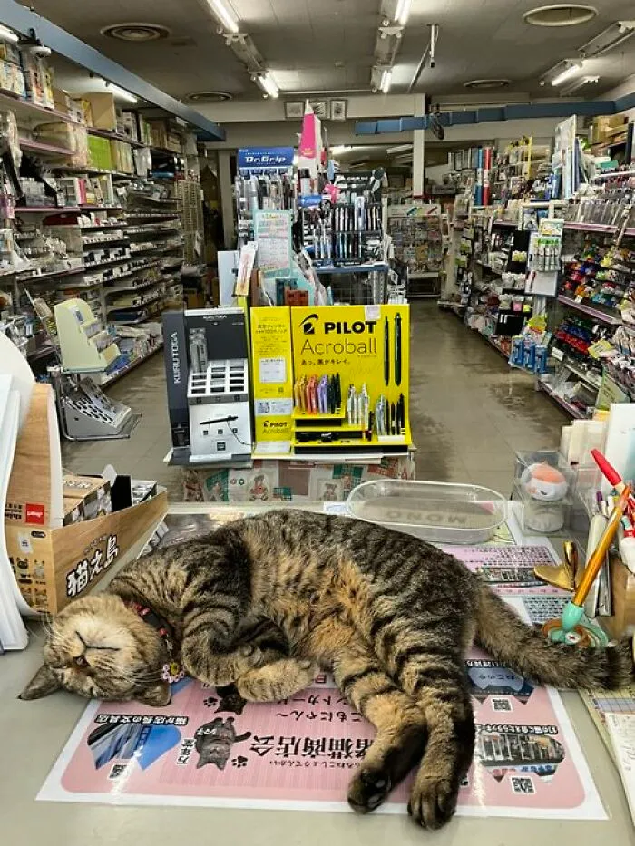 50 Of The Most Adorable Cats That Need A Raise For Their Top-Tier Work Ethic (New Pics)