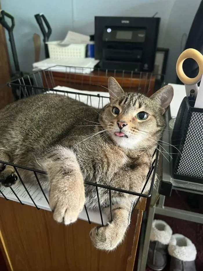 50 Of The Most Adorable Cats That Need A Raise For Their Top-Tier Work Ethic (New Pics)
