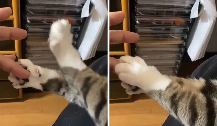 50 Of The Most Adorable Cats That Need A Raise For Their Top-Tier Work Ethic (New Pics)