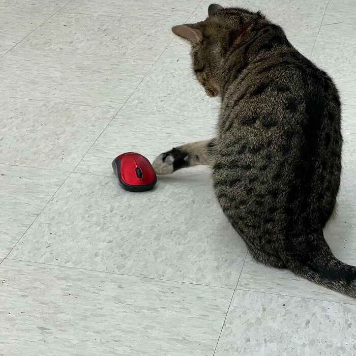 50 Of The Most Adorable Cats That Need A Raise For Their Top-Tier Work Ethic (New Pics)