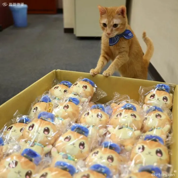 50 Of The Most Adorable Cats That Need A Raise For Their Top-Tier Work Ethic (New Pics)