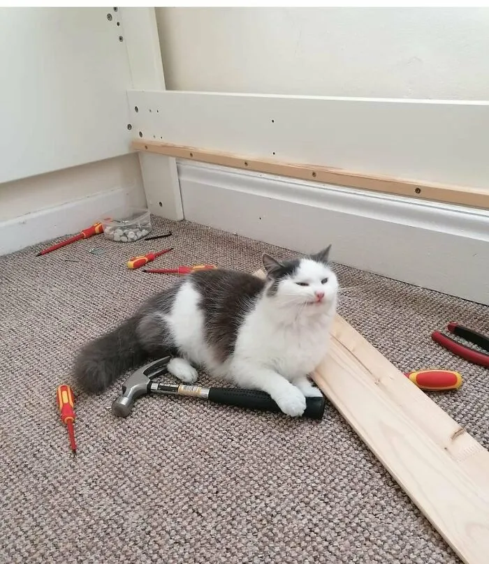 50 Of The Most Adorable Cats That Need A Raise For Their Top-Tier Work Ethic (New Pics)