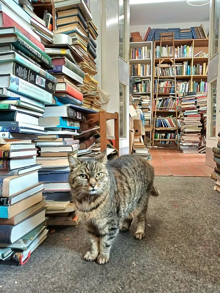 50 Of The Most Adorable Cats That Need A Raise For Their Top-Tier Work Ethic (New Pics)