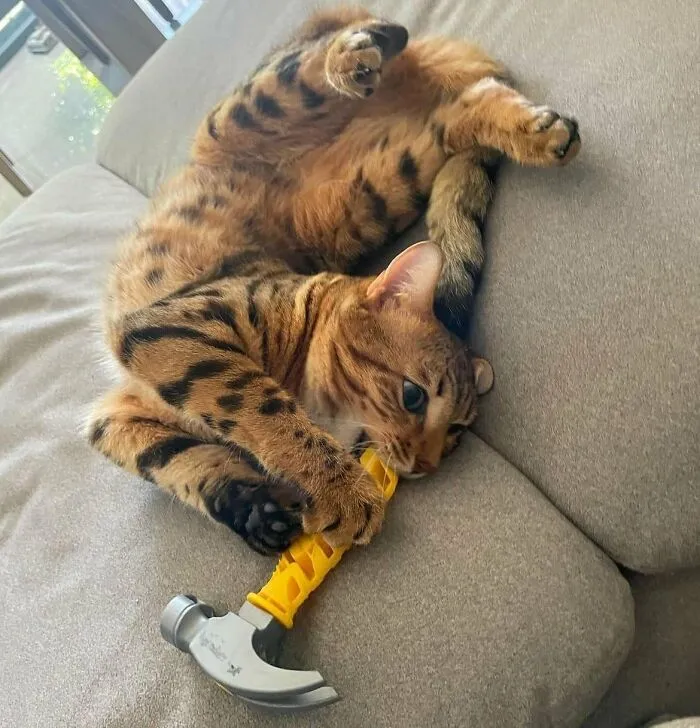 50 Of The Most Adorable Cats That Need A Raise For Their Top-Tier Work Ethic (New Pics)