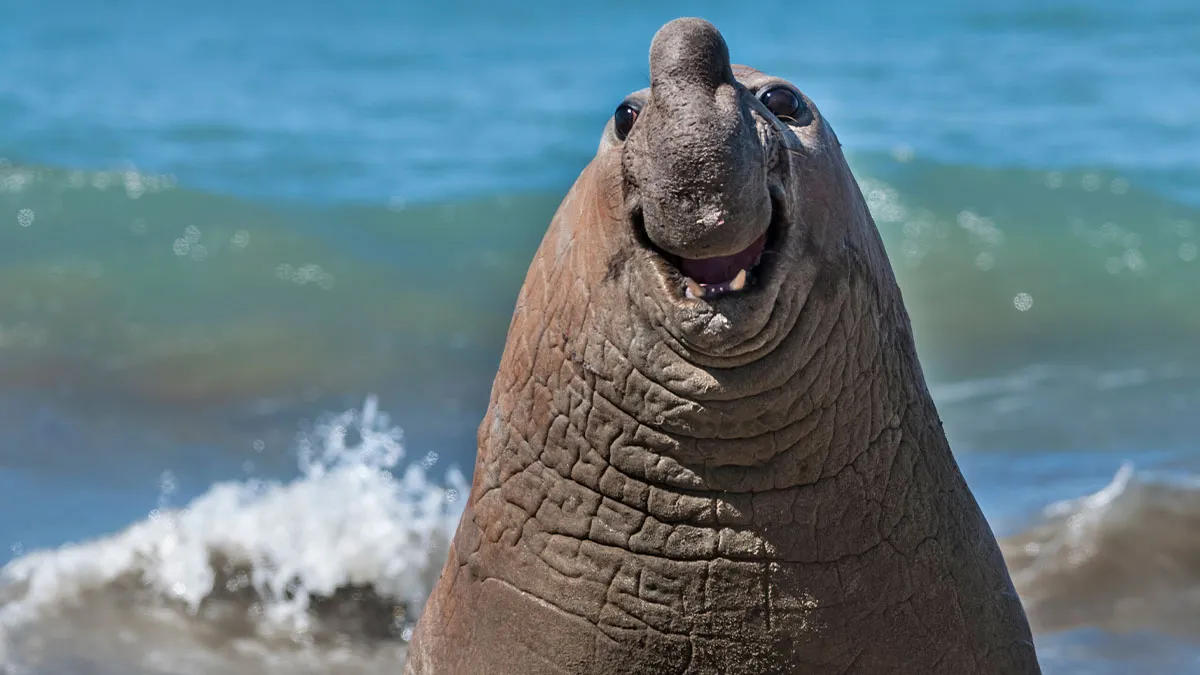 30 Of The Funniest Photos From This Year’s Nikon Wildlife Photography Contest That Are Comedy Gold