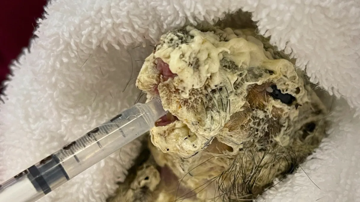 Little Squirrel Jumps Into Foam, Luckily Construction Worker Finds It Before It Turns To Concrete