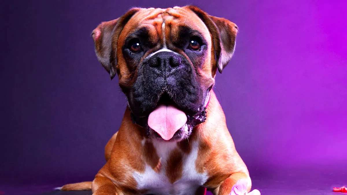 My 13 Colorful And Vibrant Canine Portraits That I Took For A Dog Calendar