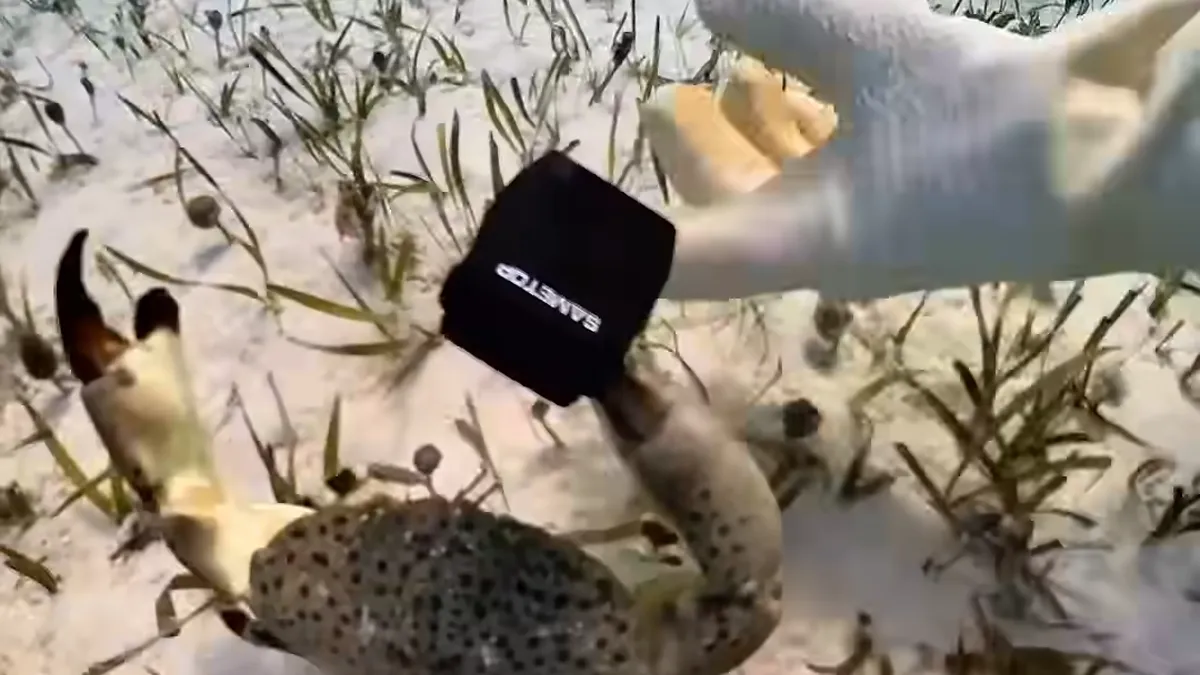 People Online Are Very Amused By This Crab Who Stole A Camera And Went On Filming His Adventures