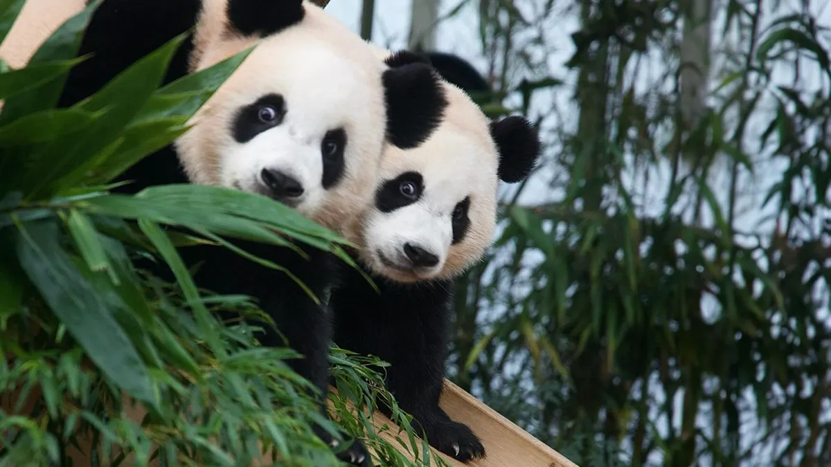 Adorable Panda Twins Are Melting Hearts Online And People Can’t Get Enough