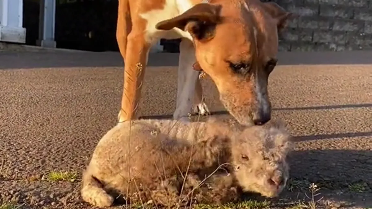 People Online Can't Get Enough Of This Lamb Who Was Rejected By Her Mom And Was Raised By Dog