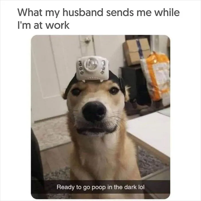 40 Uplifting Memes With And About Dogs That May Just Make Your Day Better