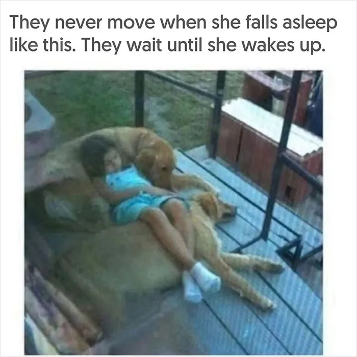 40 Uplifting Memes With And About Dogs That May Just Make Your Day Better
