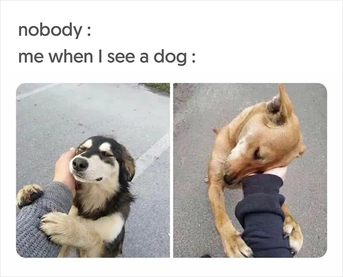 40 Uplifting Memes With And About Dogs That May Just Make Your Day Better