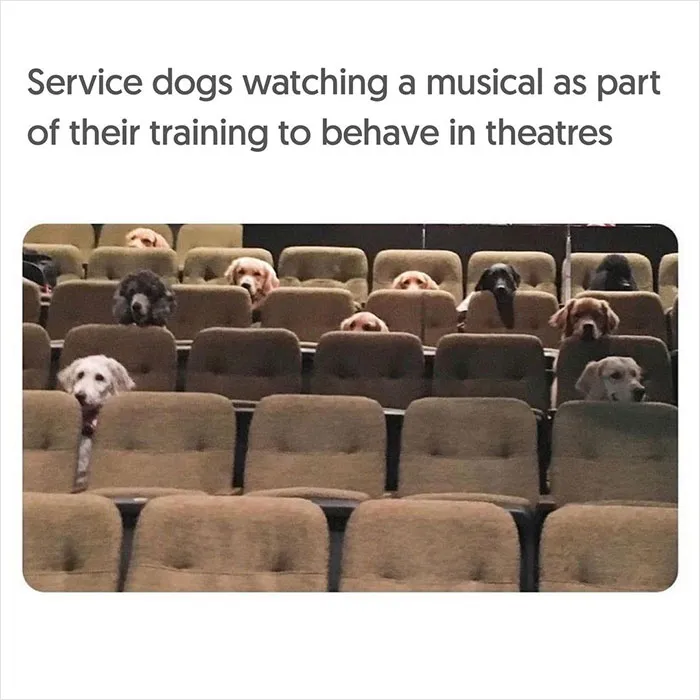 40 Uplifting Memes With And About Dogs That May Just Make Your Day Better
