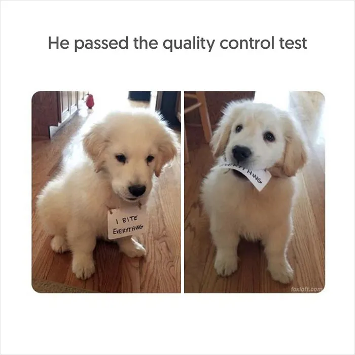 40 Uplifting Memes With And About Dogs That May Just Make Your Day Better