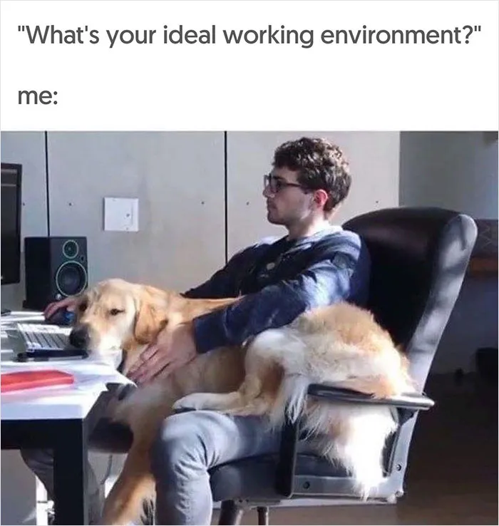 40 Uplifting Memes With And About Dogs That May Just Make Your Day Better