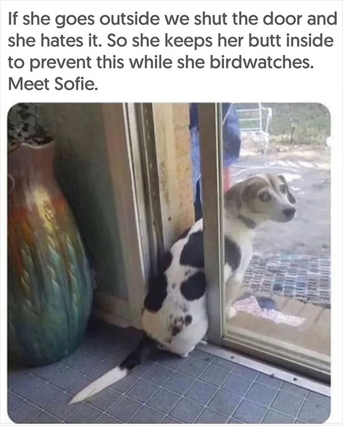 40 Uplifting Memes With And About Dogs That May Just Make Your Day Better