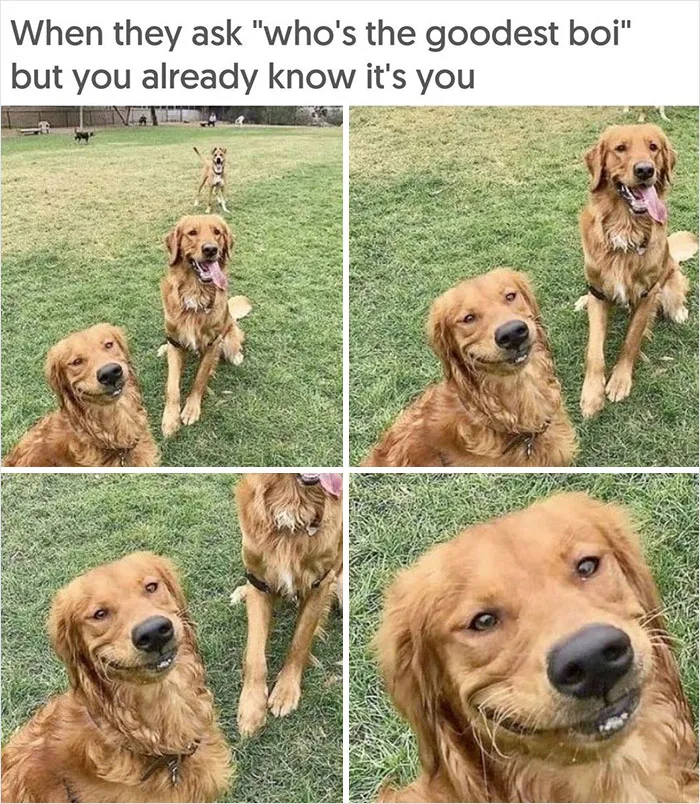 40 Uplifting Memes With And About Dogs That May Just Make Your Day Better