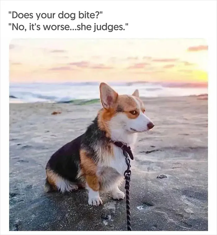 40 Uplifting Memes With And About Dogs That May Just Make Your Day Better