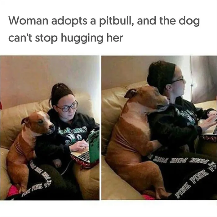 40 Uplifting Memes With And About Dogs That May Just Make Your Day Better