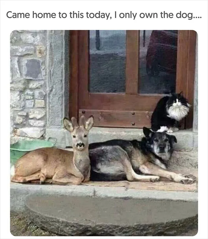 40 Uplifting Memes With And About Dogs That May Just Make Your Day Better