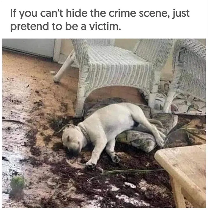 40 Uplifting Memes With And About Dogs That May Just Make Your Day Better