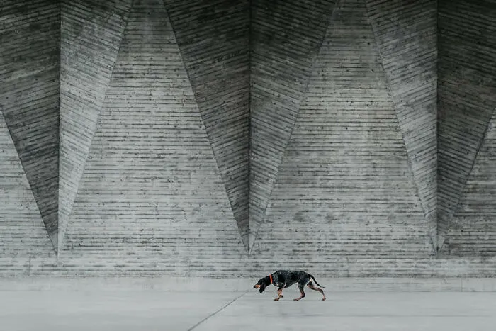 2nd Place, Portrait: Hunted Architecture By Lea Styger