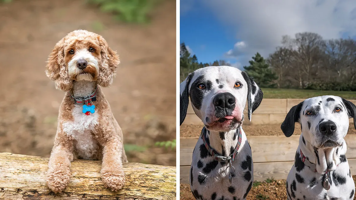 I Turned 60 And Decided To Release A Photo Book Celebrating The Lives of Dogs (30 Pics)